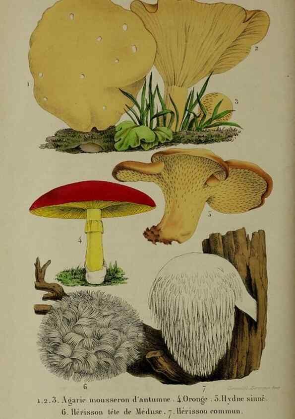 Reproducción/Reproduction 49264692913: Belgique horticole.. Liége.. 