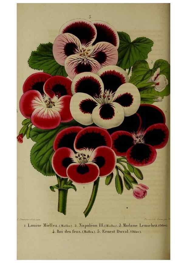 Reproducción/Reproduction 49265156811: Belgique horticole.. Liége.. 