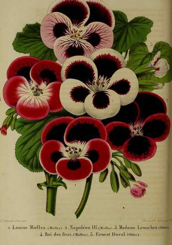 Reproducción/Reproduction 49265156811: Belgique horticole.. Liége.. 