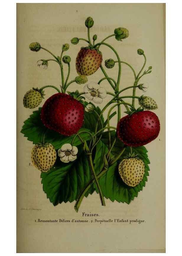 Reproducción/Reproduction 49265349632: Belgique horticole.. Liége.. 