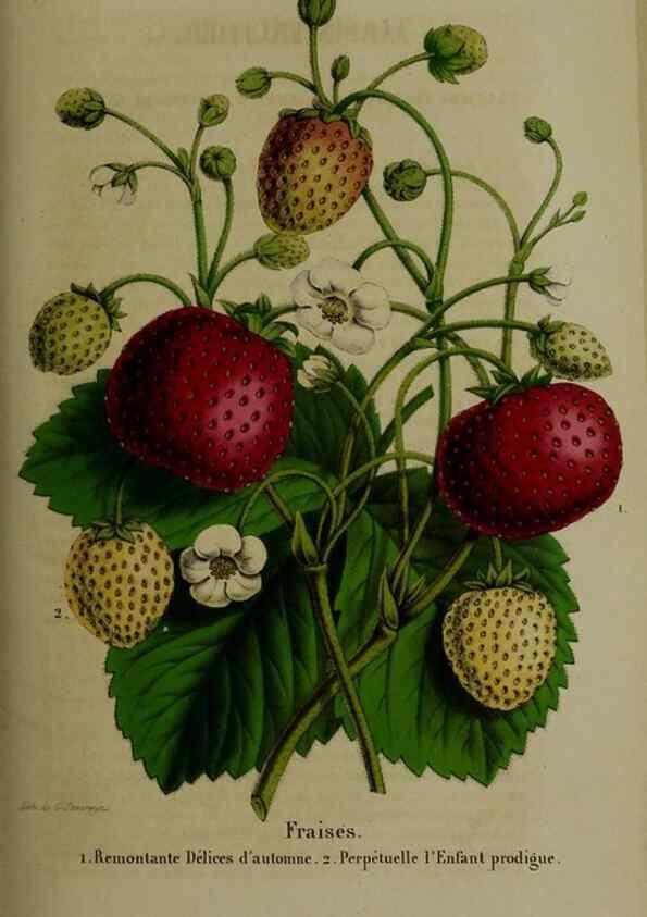 Reproducción/Reproduction 49265349632: Belgique horticole.. Liége.. 