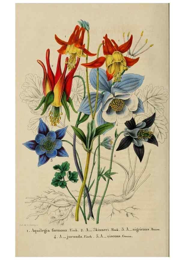 Reproducción/Reproduction 49268790141: Belgique horticole.. Liége.. 