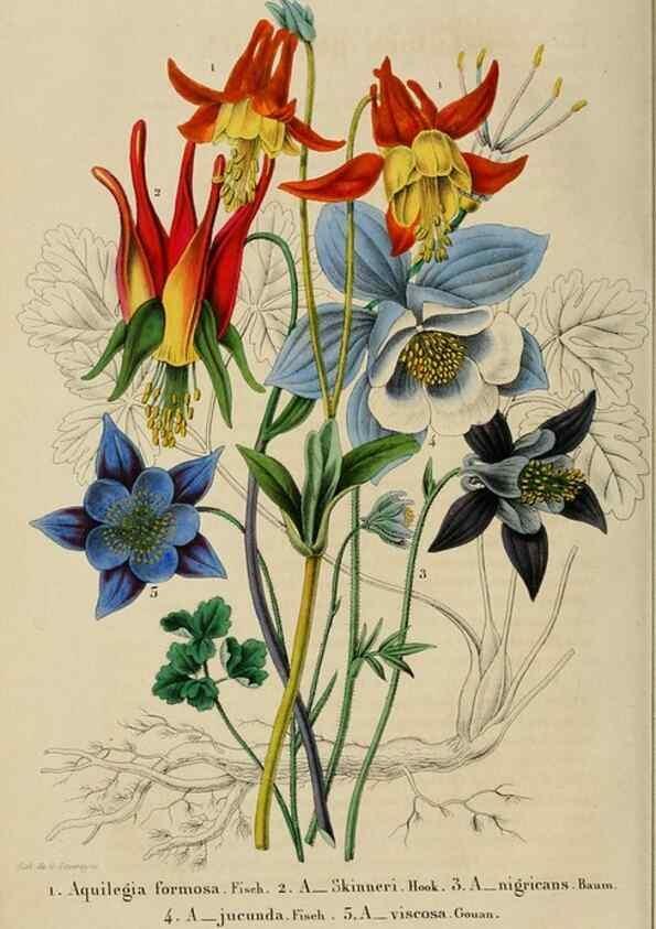 Reproducción/Reproduction 49268790141: Belgique horticole.. Liége.. 