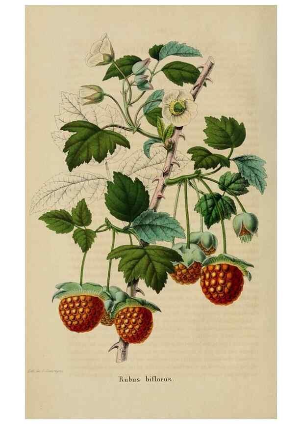 Reproducción/Reproduction 49268988642: Belgique horticole.. Liége.. 