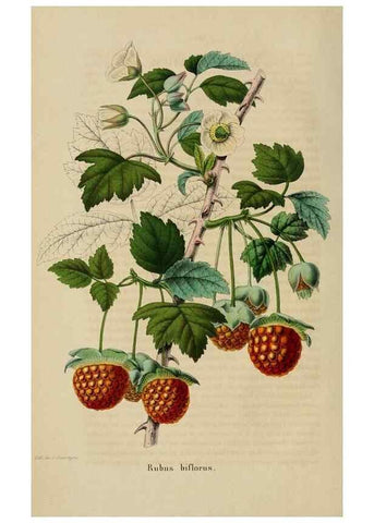 Reproducción/Reproduction 49268988642: Belgique horticole.. Liége.. 