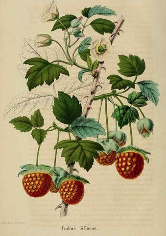 Reproducción/Reproduction 49268988642: Belgique horticole.. Liége.. 