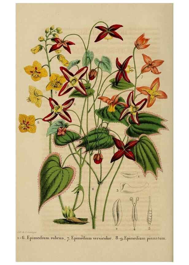 Reproducción/Reproduction 49268330898: Belgique horticole.. Liége.. 