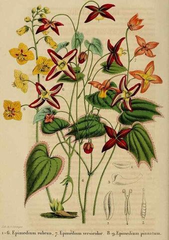 Reproducción/Reproduction 49268330898: Belgique horticole.. Liége.. 