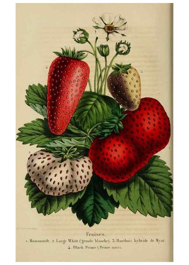Reproducción/Reproduction 49268989482: Belgique horticole.. Liége.. 