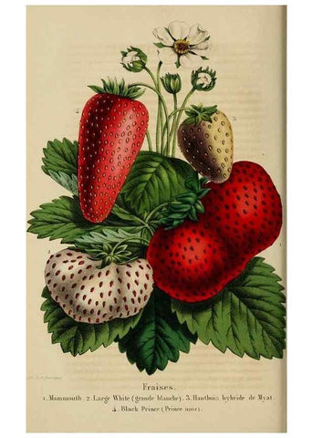 Reproducción/Reproduction 49268989482: Belgique horticole.. Liége.. 