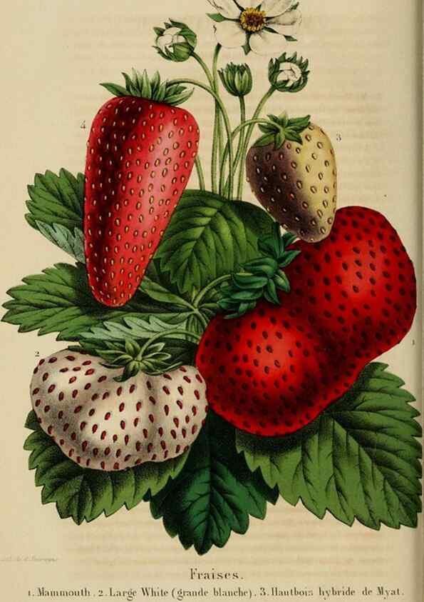 Reproducción/Reproduction 49268989482: Belgique horticole.. Liége.. 