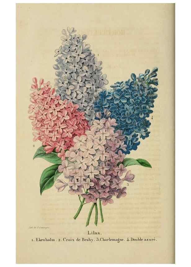 Reproducción/Reproduction 49268792661: Belgique horticole.. Liége.. 
