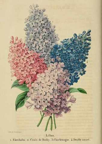 Reproducción/Reproduction 49268792661: Belgique horticole.. Liége.. 
