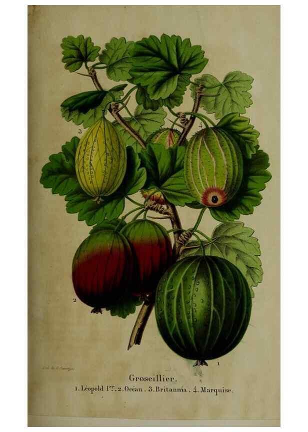 Reproducción/Reproduction 49265155576: Belgique horticole.. Liége.. 