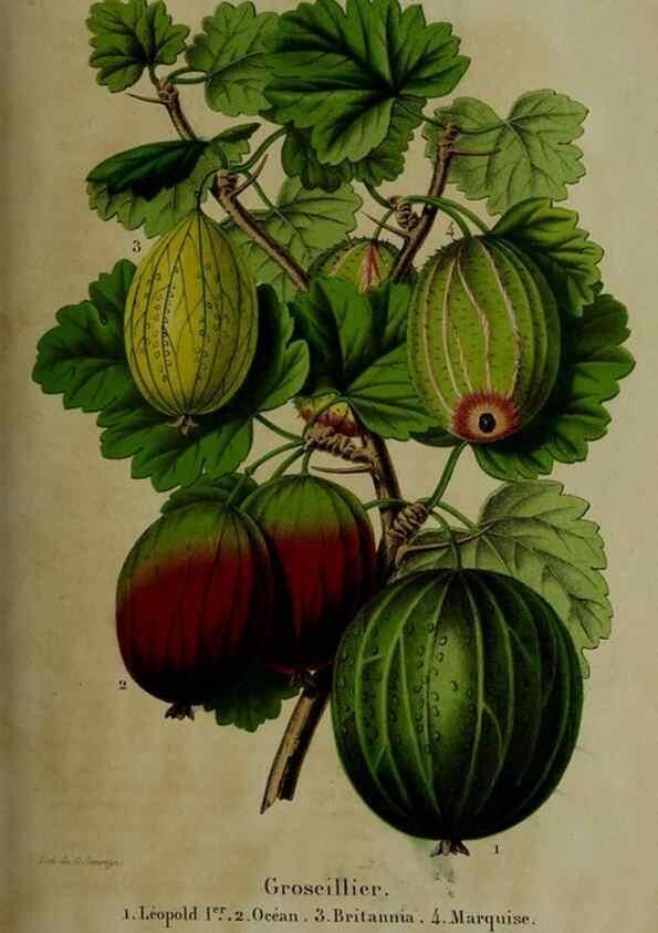 Reproducción/Reproduction 49265155576: Belgique horticole.. Liége.. 
