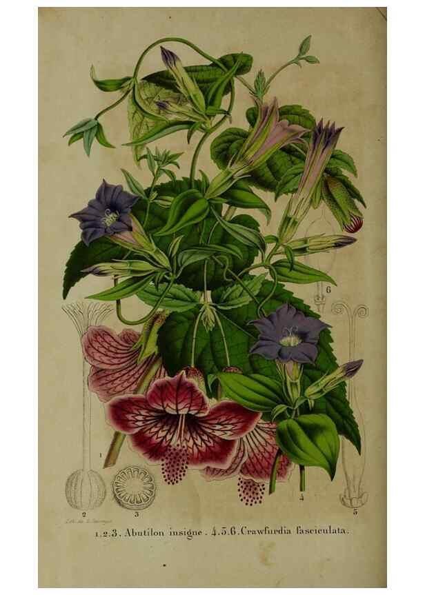 Reproducción/Reproduction 49264691108: Belgique horticole.. Liége.. 