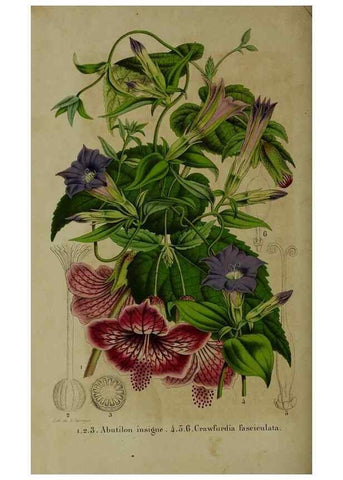 Reproducción/Reproduction 49264691108: Belgique horticole.. Liége.. 