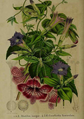 Reproducción/Reproduction 49264691108: Belgique horticole.. Liége.. 