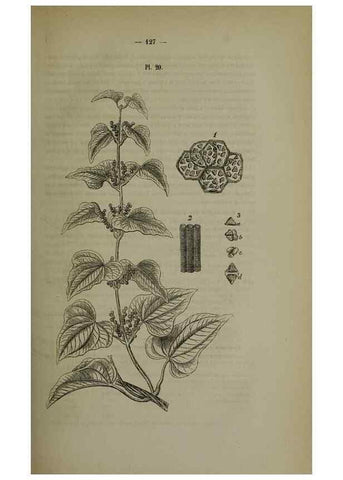 Reproducción/Reproduction 49264686413: Belgique horticole.. Liége.. 