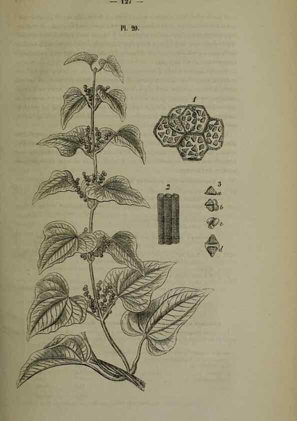 Reproducción/Reproduction 49264686413: Belgique horticole.. Liége.. 