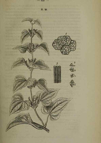 Reproducción/Reproduction 49264686413: Belgique horticole.. Liége.. 