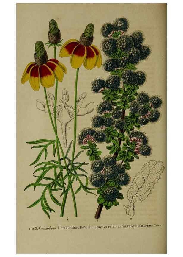Reproducción/Reproduction 49265150256: Belgique horticole.. Liége.. 