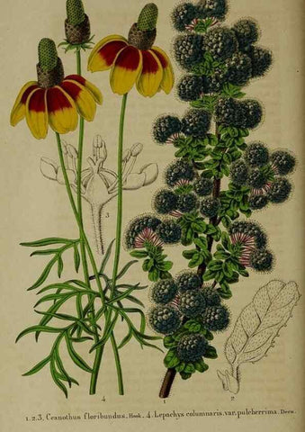 Reproducción/Reproduction 49265150256: Belgique horticole.. Liége.. 