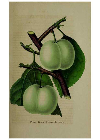 Reproducción/Reproduction 49265150471: Belgique horticole.. Liége.. 