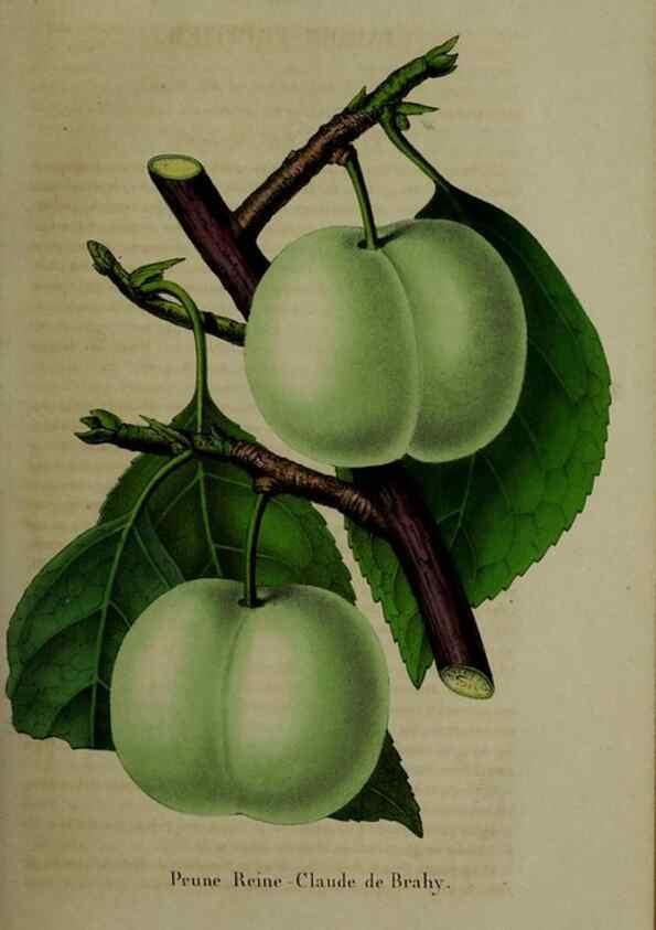 Reproducción/Reproduction 49265150471: Belgique horticole.. Liége.. 