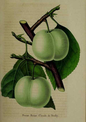 Reproducción/Reproduction 49265150471: Belgique horticole.. Liége.. 