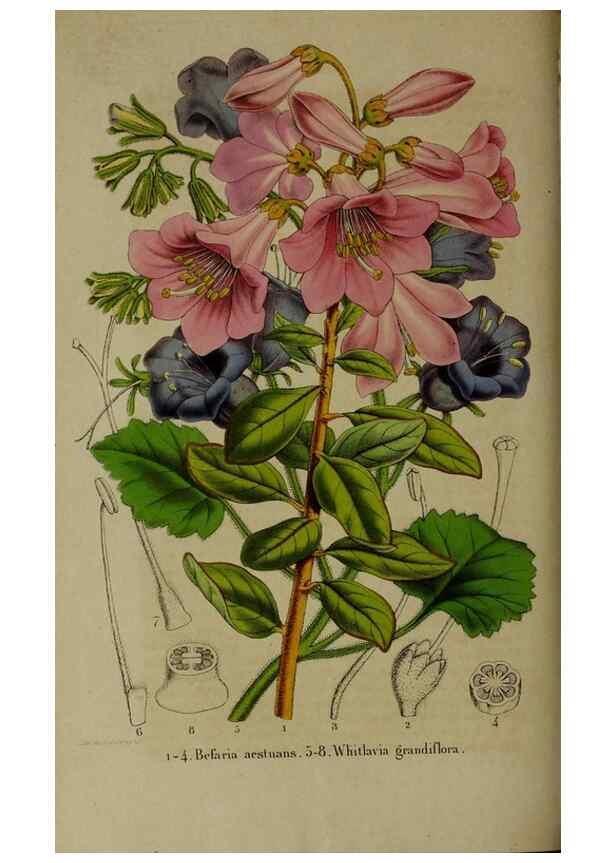 Reproducción/Reproduction 49265343837: Belgique horticole.. Liége.. 