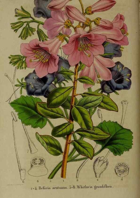 Reproducción/Reproduction 49265343837: Belgique horticole.. Liége.. 