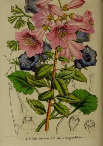 Reproducción/Reproduction 49265343837: Belgique horticole.. Liége.. 