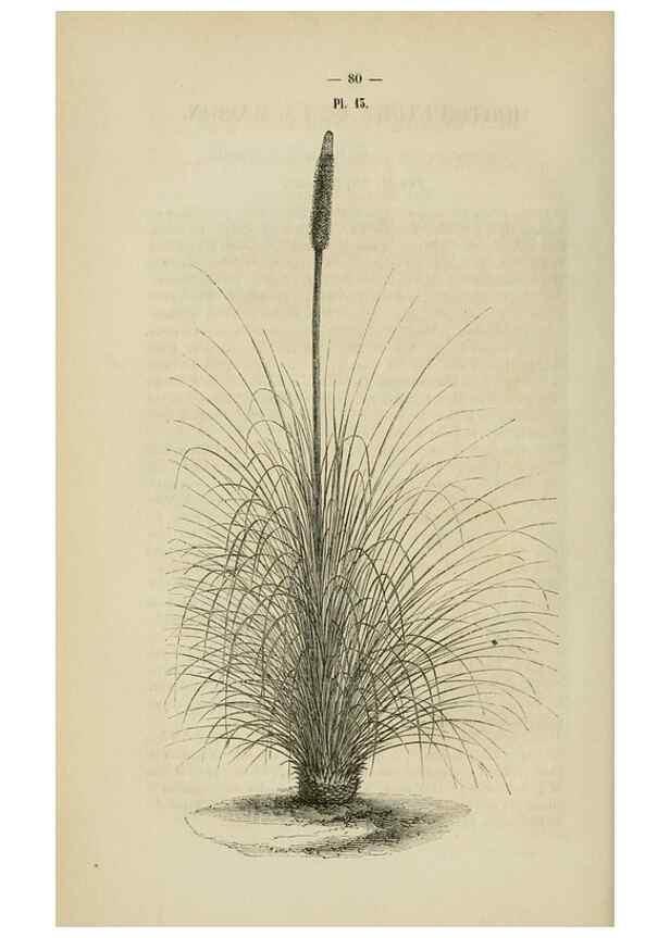 Reproducción/Reproduction 49268991357: Belgique horticole.. Liége.. 