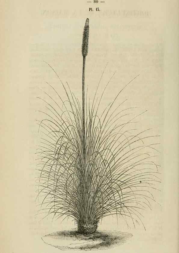 Reproducción/Reproduction 49268991357: Belgique horticole.. Liége.. 
