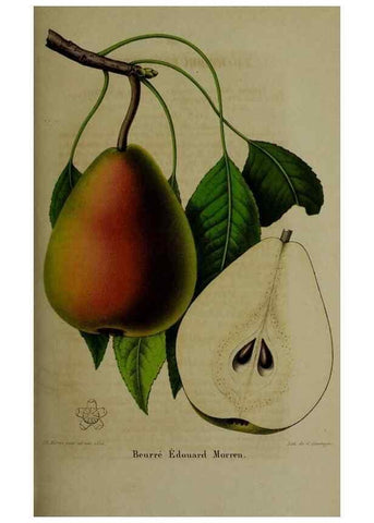 Reproducción/Reproduction 49265344807: Belgique horticole.. Liége.. 