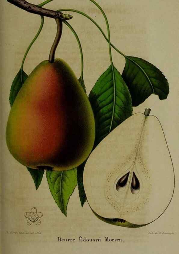Reproducción/Reproduction 49265344807: Belgique horticole.. Liége.. 