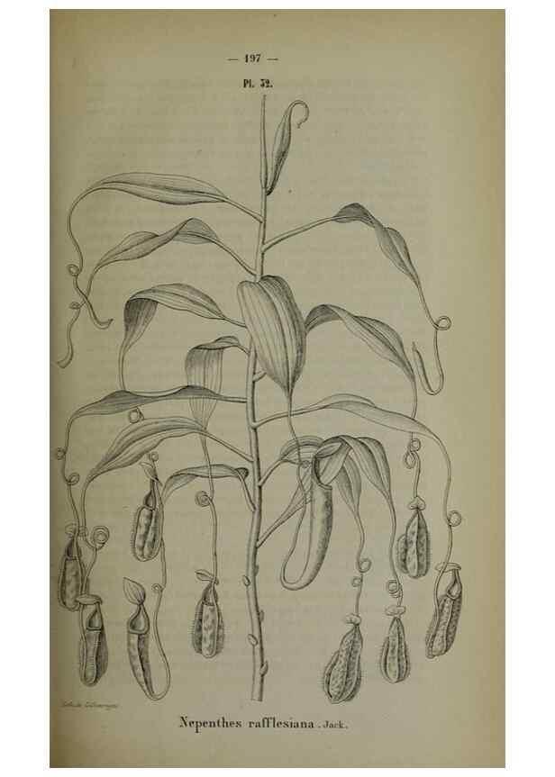 Reproducción/Reproduction 49264689193: Belgique horticole.. Liége.. 