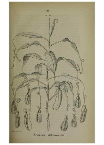 Reproducción/Reproduction 49264689193: Belgique horticole.. Liége.. 