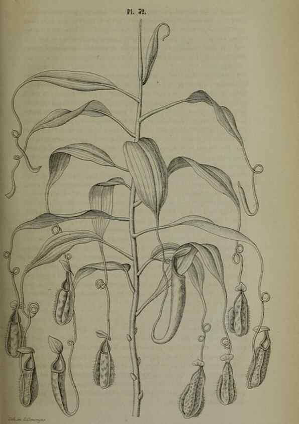 Reproducción/Reproduction 49264689193: Belgique horticole.. Liége.. 