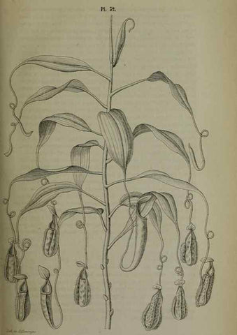 Reproducción/Reproduction 49264689193: Belgique horticole.. Liége.. 