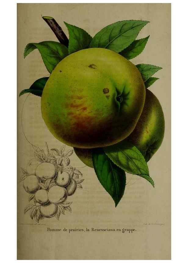 Reproducción/Reproduction 49264689838: Belgique horticole.. Liége.. 