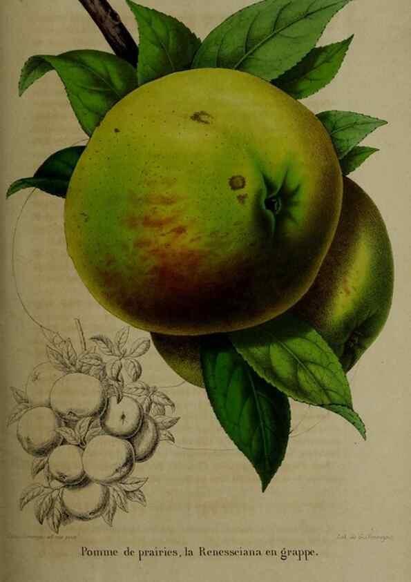 Reproducción/Reproduction 49264689838: Belgique horticole.. Liége.. 