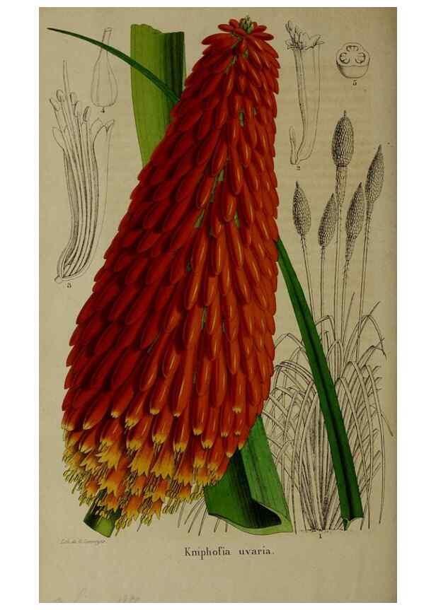 Reproducción/Reproduction 49264690053: Belgique horticole.. Liége.. 
