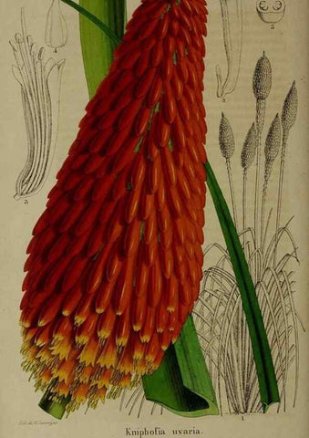 Reproducción/Reproduction 49264690053: Belgique horticole.. Liége.. 