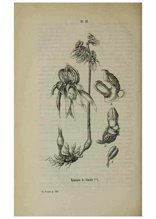 Reproducción/Reproduction 49265346802: Belgique horticole.. Liége.. 