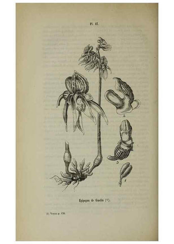 Reproducción/Reproduction 49265346802: Belgique horticole.. Liége.. 