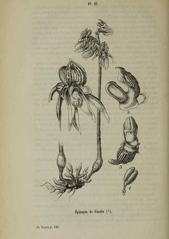 Reproducción/Reproduction 49265346802: Belgique horticole.. Liége.. 