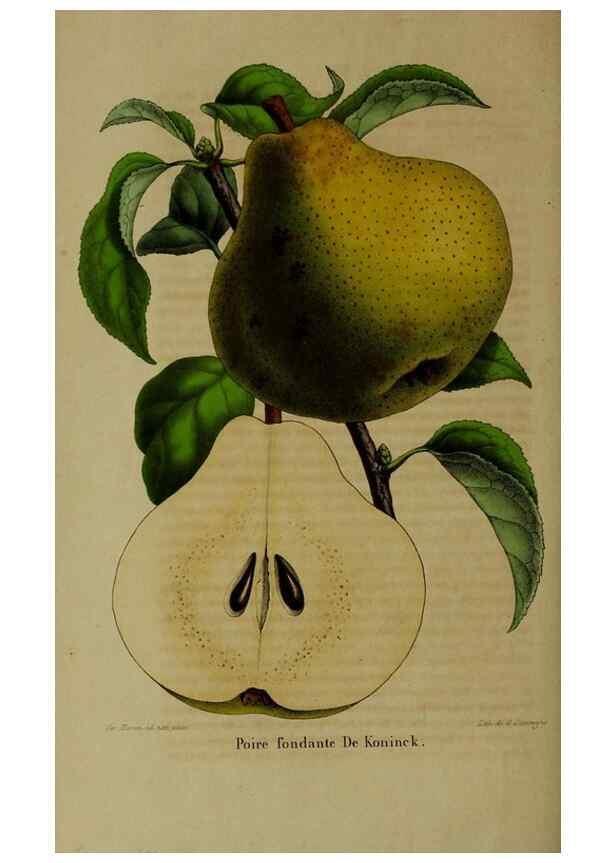 Reproducción/Reproduction 49264690793: Belgique horticole.. Liége.. 