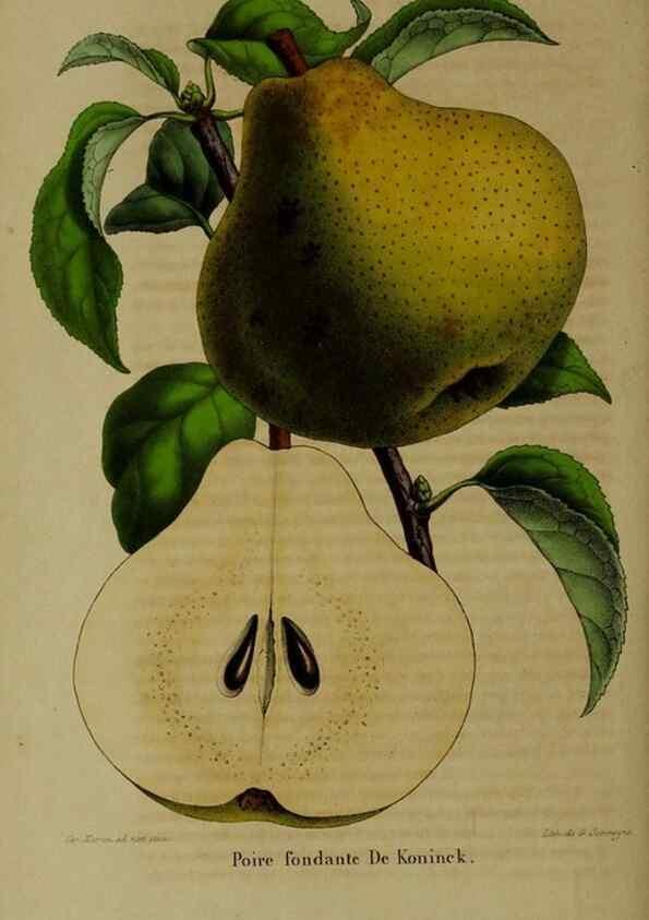 Reproducción/Reproduction 49264690793: Belgique horticole.. Liége.. 